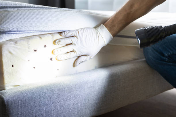 Best Termite Control Services  in Exton, PA